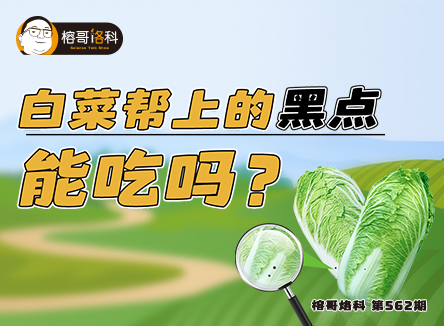 【榕哥烙科】第562期：白菜幫上的黑點(diǎn)能吃嗎？